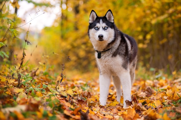 Ein blauäugiger schwarz-weißer Siberian Husky steht in gelben Blättern in einem Herbstpark