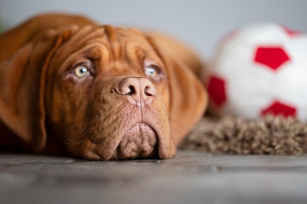 Ein blauäugiger Welpe liegt neben dem Ball. Große Schnauze des französischen Mastiffs