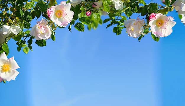 Ein blauer Himmel mit weißen und rosa Blumen