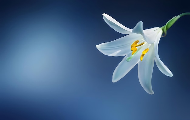 Ein blauer Hintergrund mit einer weißen Blume, auf der Lilien steht.