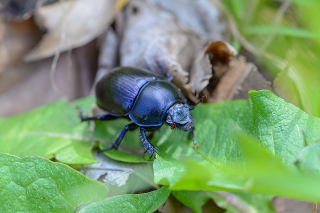 Ein blauer Käfer auf einem Blatt