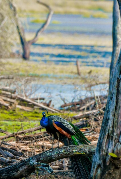 Ein blauer Pfau steht auf einem Baumstamm im Wald.