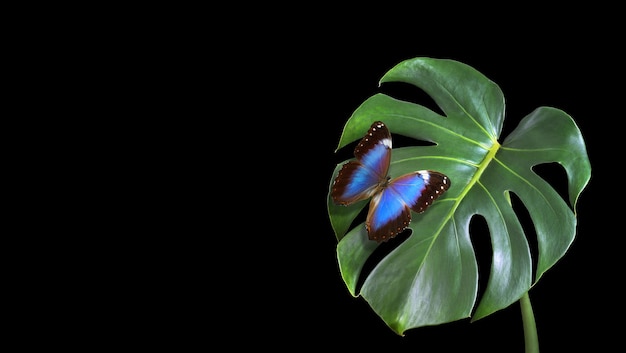 Ein blauer Schmetterling sitzt auf einem Blatt mit schwarzem Hintergrund.