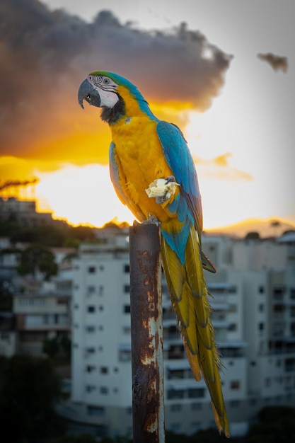 Ein blauer und gelber Ara sitzt auf einer Stange vor einem Sonnenuntergang.