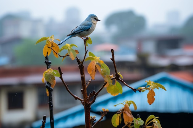Ein blauer Vogel, der im Regen auf einem Ast thront