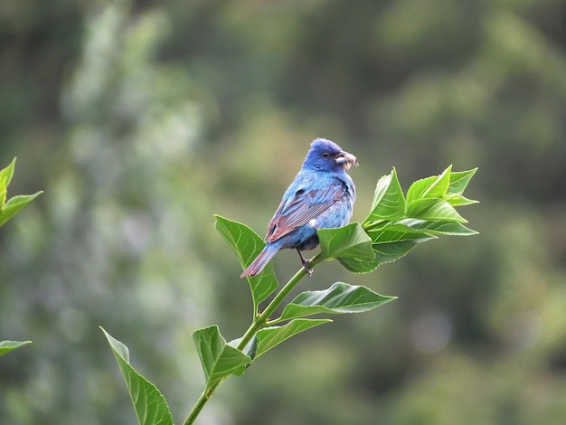 Ein blauer Vogel mit roten und schwarzen Flügeln sitzt auf einem Ast.