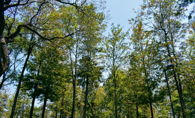 Ein Blick auf Bäume aus dem Park