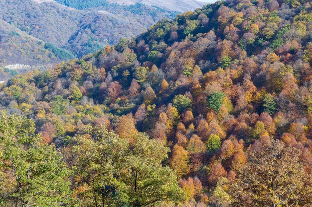 Foto ein blick auf das herbstlaub vom gipfel eines berges