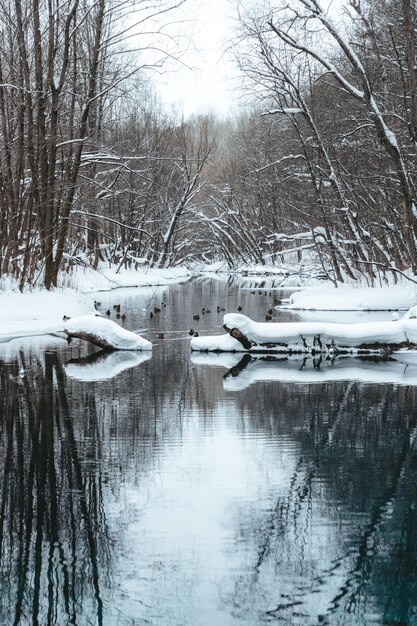 Ein Blick auf die kahlen Bäume, die sich im Winterpark über den See lehnen. Wintersee mit kahlen Bäumen