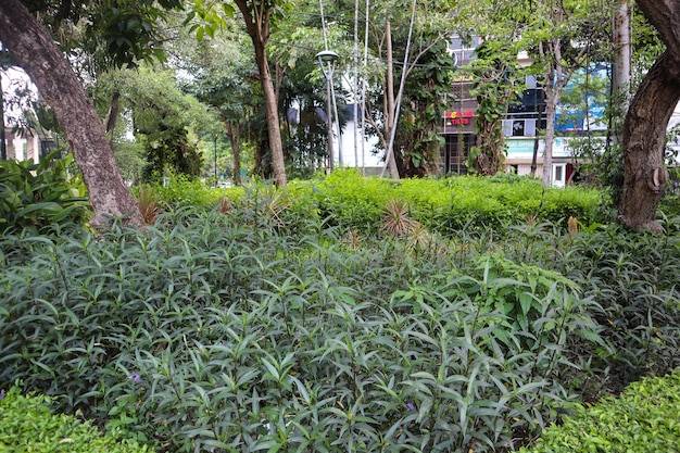 Foto ein blick auf einen garten mit verschiedenen pflanzen in surabaya