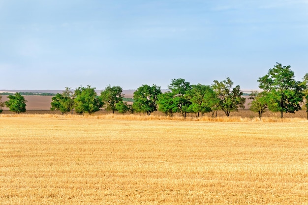 Ein Blick auf landwirtschaftliche Felder und Bäume in der Ferne