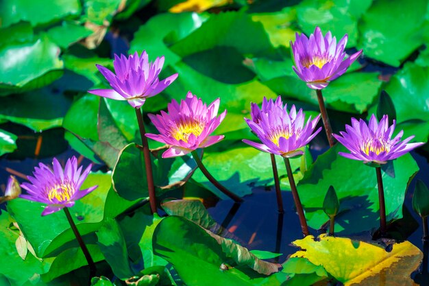 Foto ein blick von oben auf die blüte schöner rosafarbener lotusblumen und blätter im teich