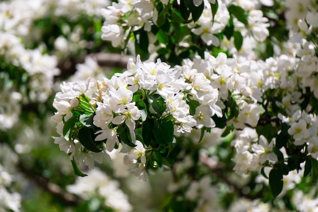 Ein blühender Apfelbaum mit Blumen bedeckt