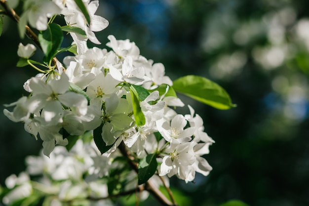 Ein blühender Apfelbaumzweig im Frühlingssonnenlicht