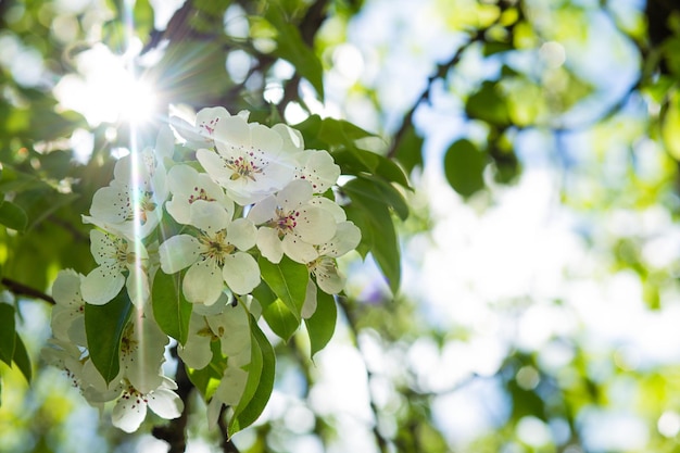 Ein blühender Birnenzweig mit weißen Blumen auf einem Bokeh-Hintergrund