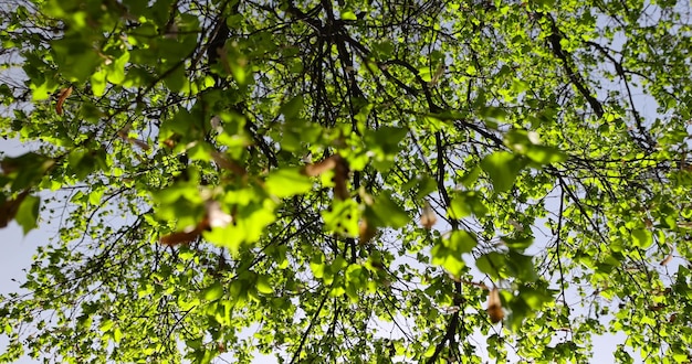 ein blühender Lindenbaum in der Frühlingszeit