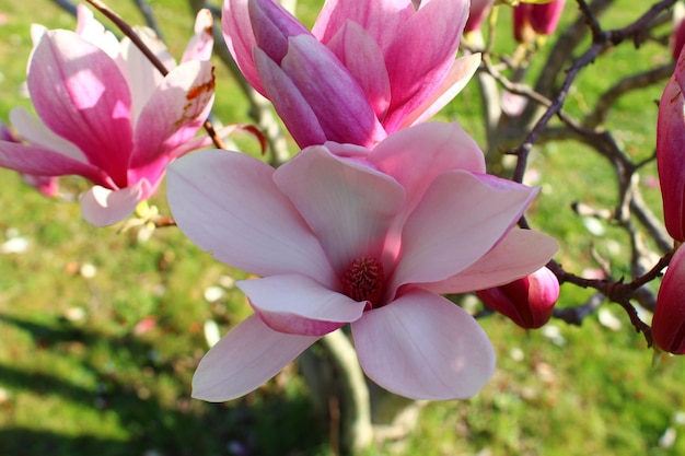 Ein blühender Magnolienbaum mit einer rosa Blume.