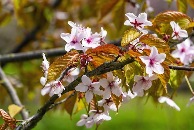 Ein blühender Zweig der rosa Sakura am Seeufer im Park