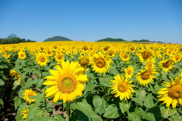 Ein blühendes Sonnenblumenfeld auf dem Landbauernhof auf dem Hügel