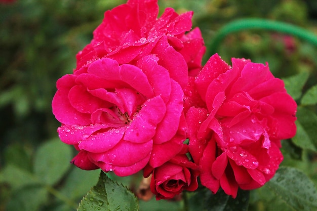 Ein Blütenstand aus drei scharlachroten Rosen trifft auf eine Sommerdämmerung