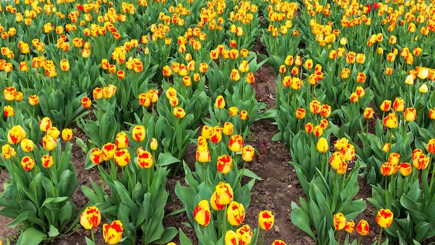 Ein Blumenbeet aus gelb-roten Tulpen. Tapete, Postkarte.