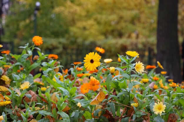 ein Blumenbeet aus Ringelblumen und mit gelben abgefallenen Blättern mit selektivem Fokus in einem Herbstpar