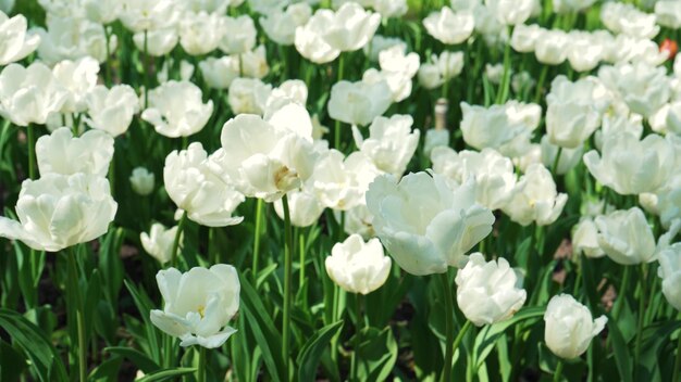 Ein Blumenbeet mit weißen Tulpen wächst im Park Bulb Blütenknospe Nahaufnahme Blühende Frühlingsblume im Botanischen Garten Bunte Pflanzen auf dem Rasen Blumenzucht auf dem Feld