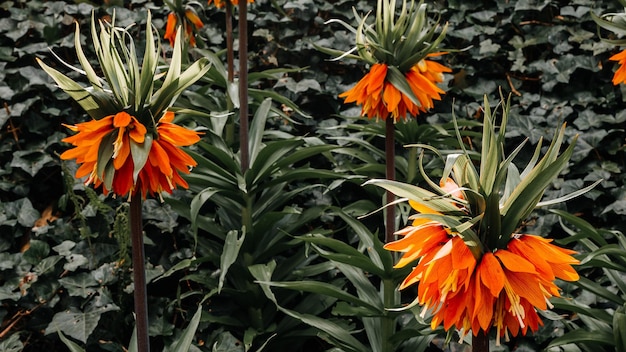 Ein Blumenfeld mit einer großen orangefarbenen Blume im Vordergrund.