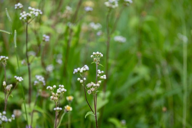 Ein Blumenfeld mit grünem Hintergrund und einer weißen Blume mit dem Wort „ darauf.“