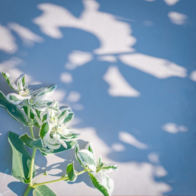 Ein Blumenspross und der Schatten seines Busches an einem sonnigen Sommertag.