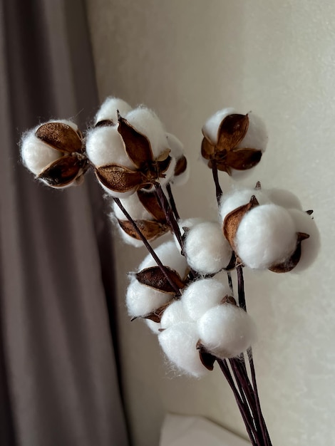 Foto ein blumenstrauß aus baumwollblumen im innenraum blüht auf dem hintergrund einer hellen wand und braunen vorhängen in beige