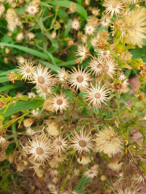 Ein Blumenstrauß, der draußen mit grünem Gras ist