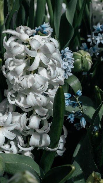 Ein Blumenstrauß mit blauen Blüten in der Mitte