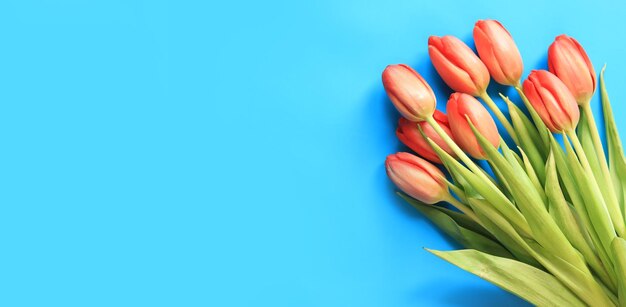 Ein Blumenstrauß rosa Tulpen liegt auf einem blauen Hintergrund, Blumen für Banner.