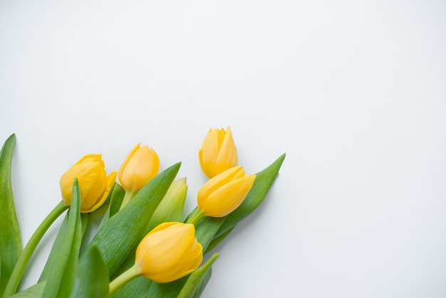 Ein Blumenstrauß von frischen, schönen Tulpen vereinbarte auf Weiß