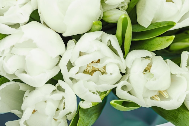 Ein Blumenstrauß weißer Tulpen auf einem pastellgrünen Hintergrund Blütenblumen festliches Konzept