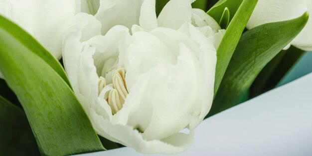 Ein Blumenstrauß weißer Tulpen auf einem pastellgrünen Hintergrund Blütenblumen festliches Konzept