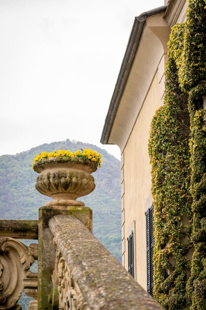 Foto ein blumentopf mit gelben blumen darauf