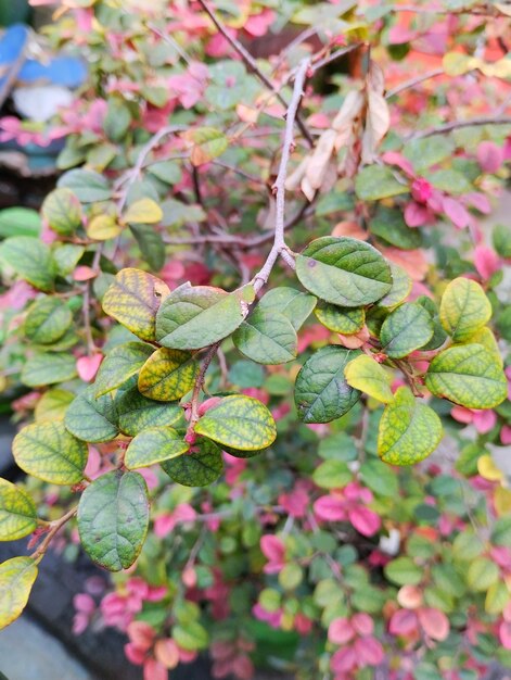 Foto ein bonasi mit natürlicher roter farbe