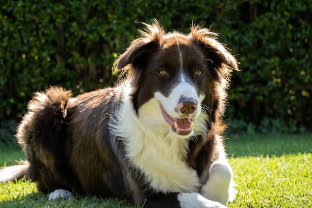 Ein Border Collie auf dem Gras