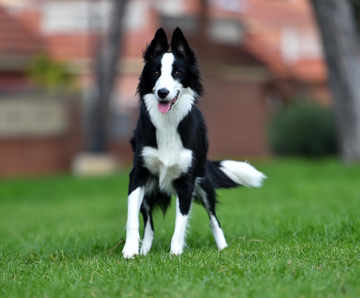 Foto ein border collie-hündchen
