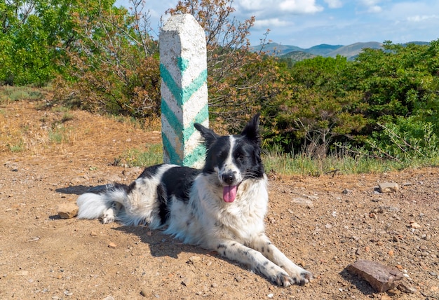 Ein Border-Collie-Hund liegt in der Nähe eines Pfostens mit grünen Streifen.