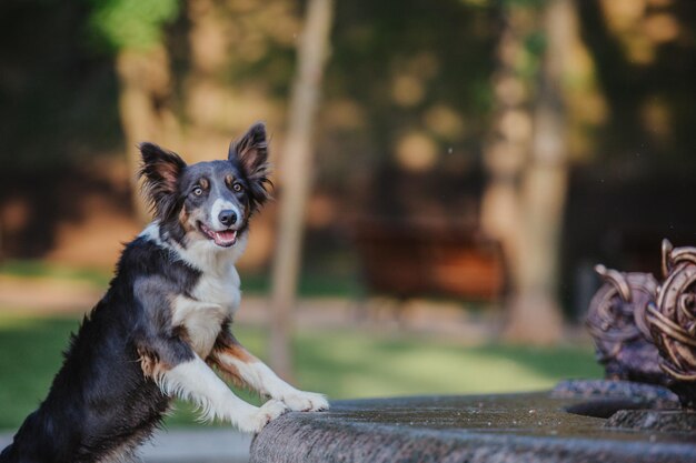Ein Border-Collie-Hund steht vor einem Brunnen.