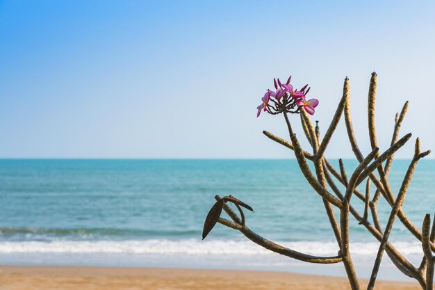 Foto ein bouquet von champa-blüten, die am strand wachsen plumeria-blüte am strand mit meer und himmel