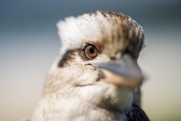 Ein braun-weißer Vogel mit einem Schnabel