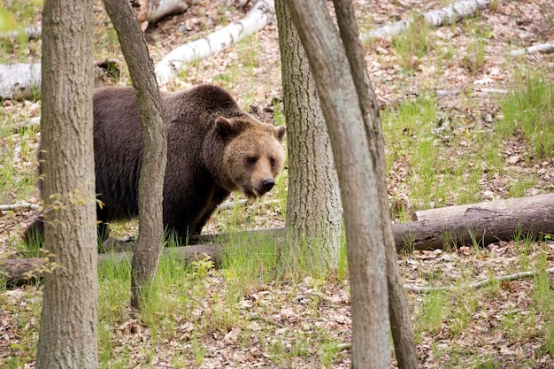 Ein Braunbär im Wald