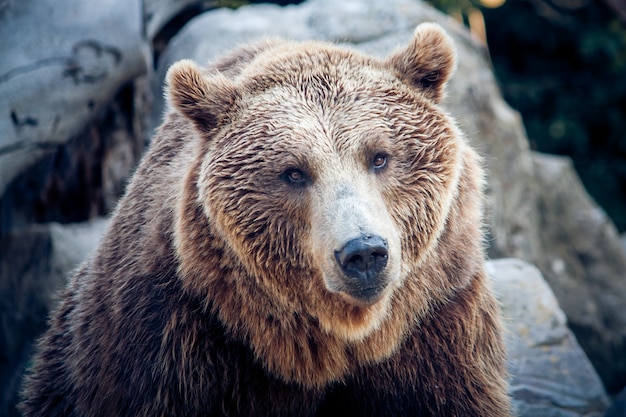 Ein Braunbär sucht