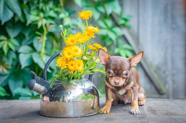 Ein brauner Chihuahua-Welpe sitzt mit dem Kopf nach oben auf einem Holztisch in der Nähe eines Kessels mit Ringelblume.