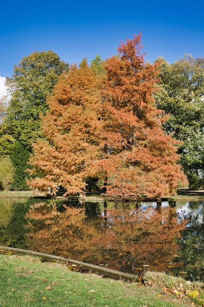 Ein brauner goldener Baum im indischen Sommer mit blauem Himmel