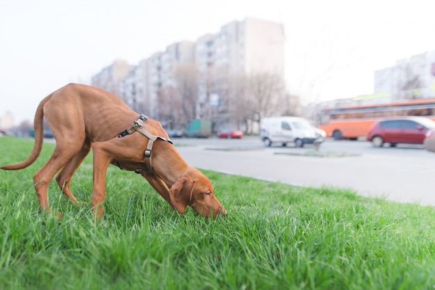 Ein brauner Hund schnüffelt grünes Gras